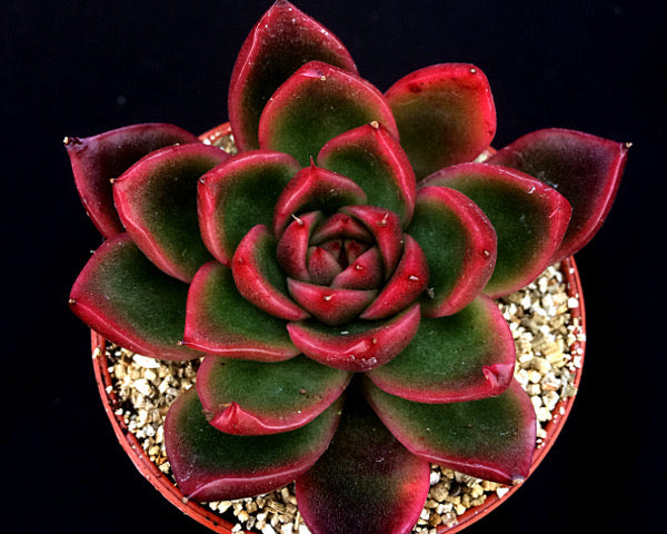 Echeveria x gilva 'Red'