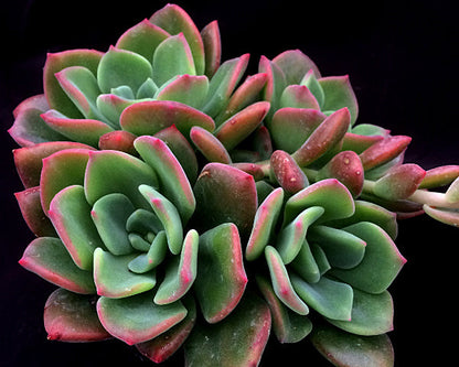 Echeveria 'Green Rose'