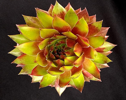 Sempervivum 'Hart'