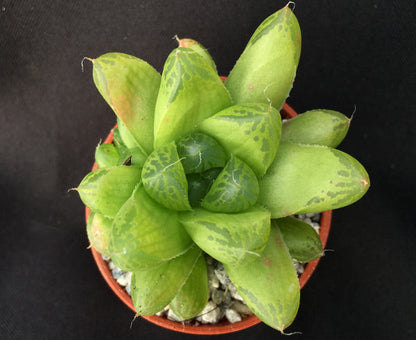 Haworthia cymbiformis