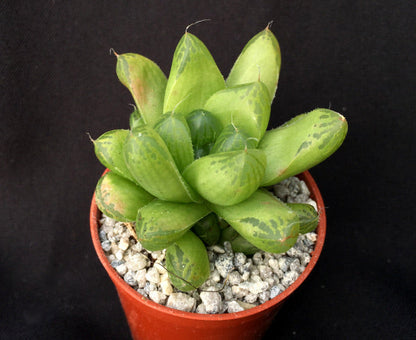 Haworthia cymbiformis