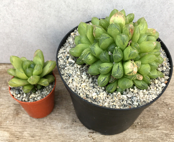 Haworthia cymbiformis