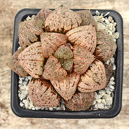 Haworthia picta var splendens