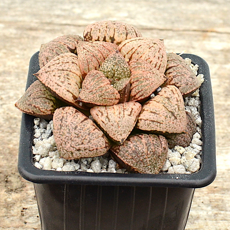 Haworthia picta var splendens