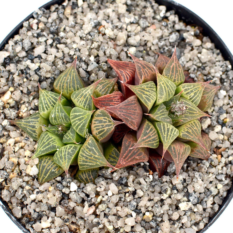 Haworthia retusa var acuminata