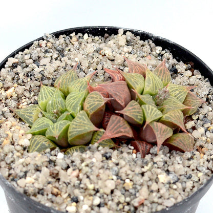 Haworthia retusa var acuminata