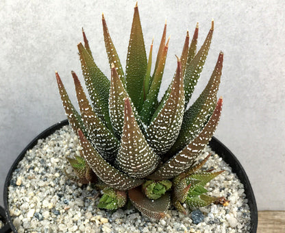 Haworthia sub attenuata