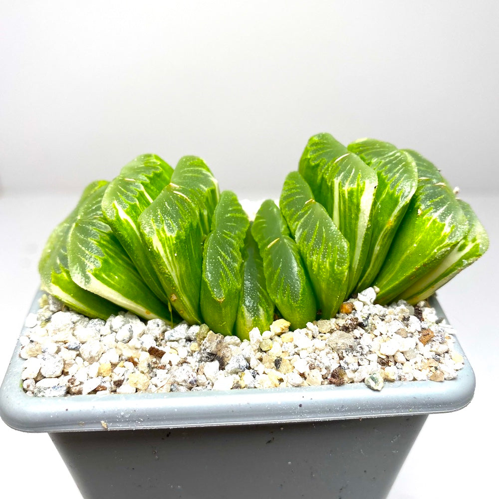 Haworthia Truncata ‘Green Jade fan’ Variegated