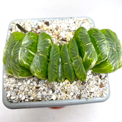 Haworthia Truncata ‘Green Jade fan’ Variegated