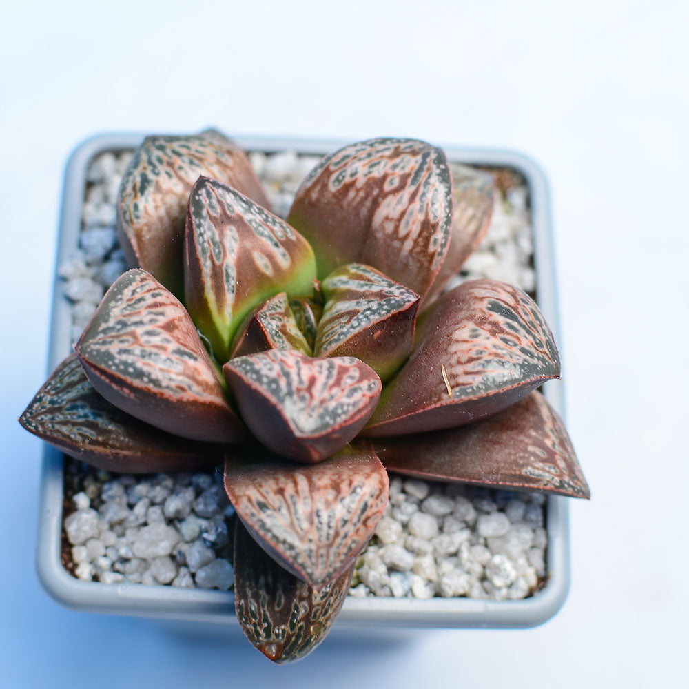 Haworthia 'Inca Rose'