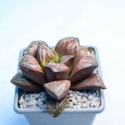 Haworthia 'Inca Rose'