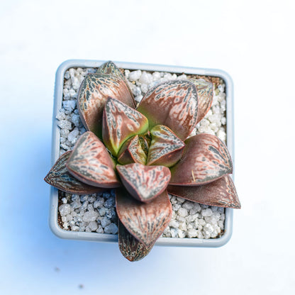 Haworthia 'Inca Rose'