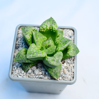 Haworthia 'Kamen Butokai'