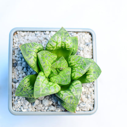 Haworthia 'Kamen Butokai'