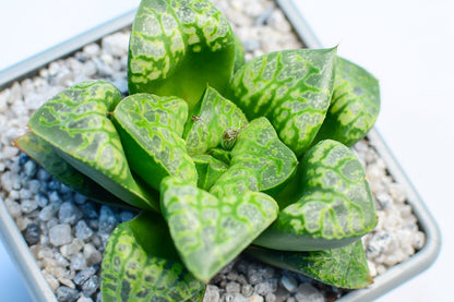 Haworthia 'Kamen Butokai'