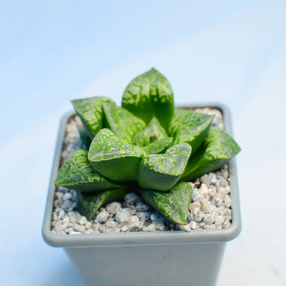 Haworthia 'Kamen Butokai'