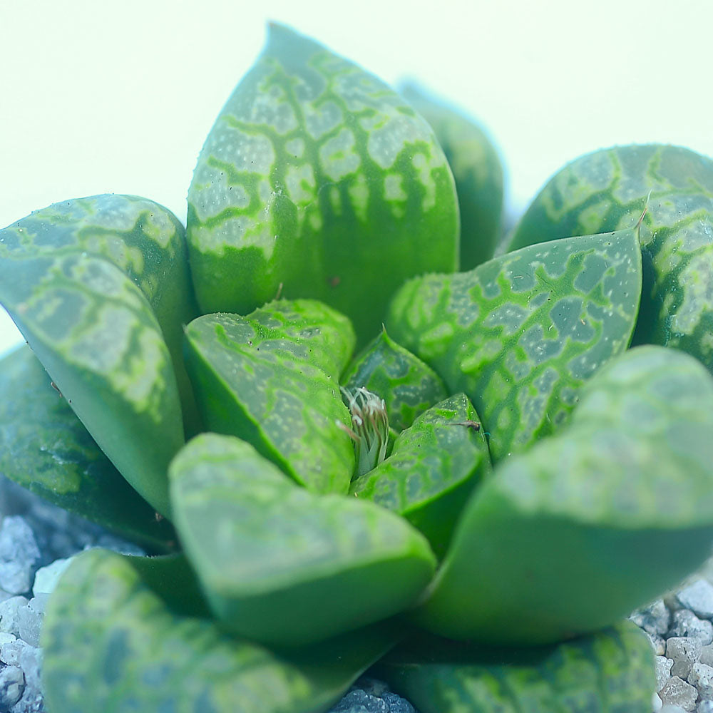 Haworthia 'Kamen Butokai'