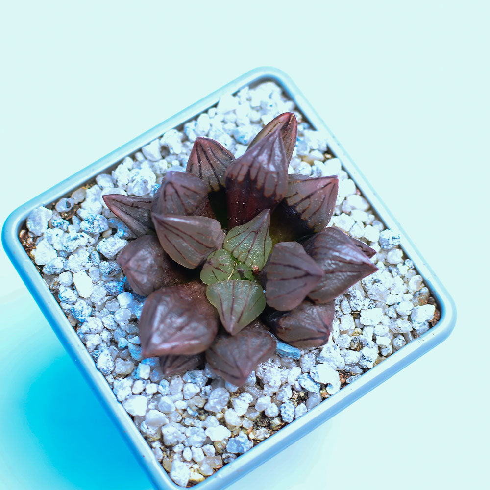 Haworthia magnifica v. atrofusca mutant