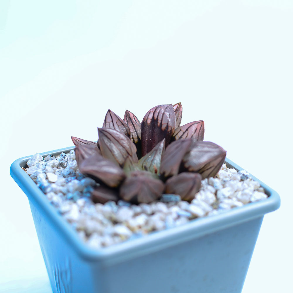 Haworthia magnifica v. atrofusca mutant
