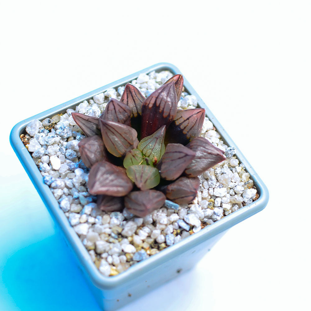 Haworthia magnifica v. atrofusca mutant