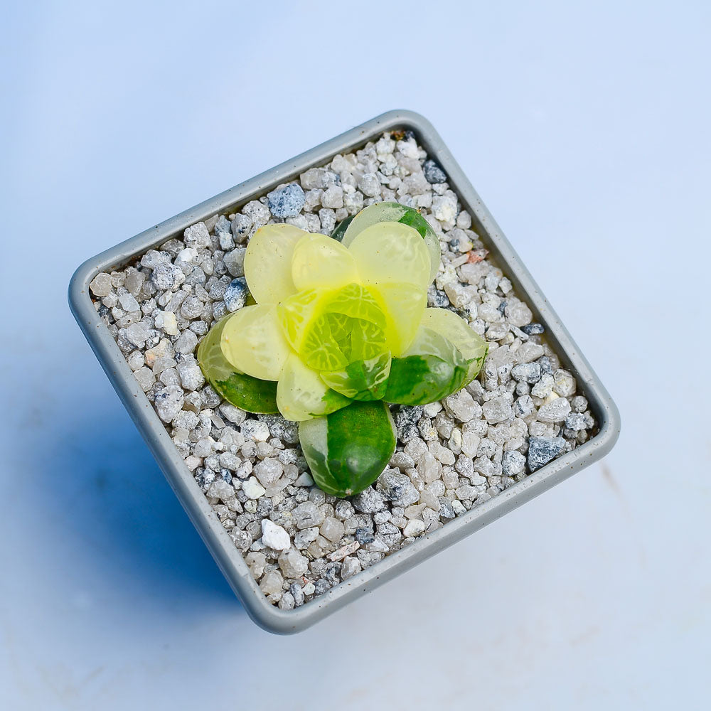 Haworthia obtusa ‘Marin’ f. variegata