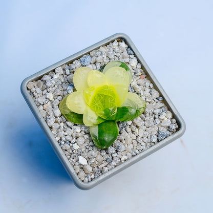 Haworthia obtusa ‘Marin’ f. variegata