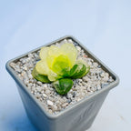 Haworthia obtusa ‘Marin’ f. variegata