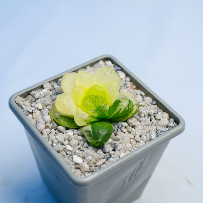 Haworthia obtusa ‘Marin’ f. variegata