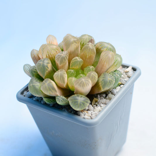 Haworthia cooperi ‘Amber’