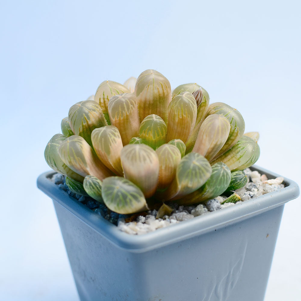 Haworthia cooperi ‘Amber’