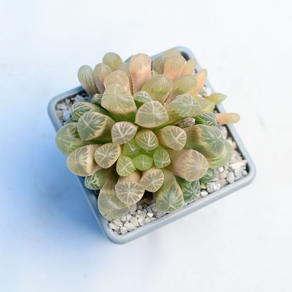 Haworthia cooperi ‘Amber’