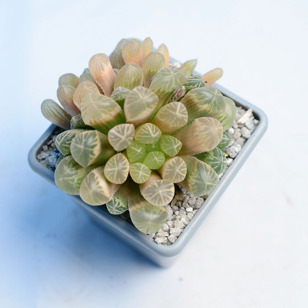 Haworthia cooperi ‘Amber’