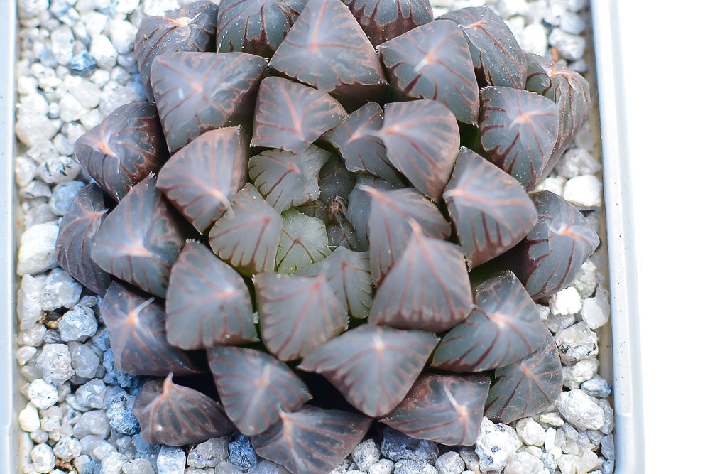 Haworthia cooperi 'Black Muscle'