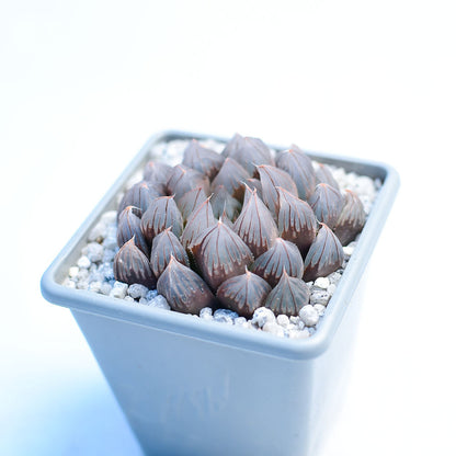 Haworthia cooperi 'Black Muscle'