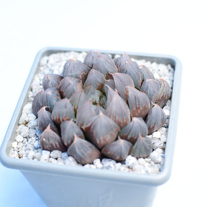 Haworthia cooperi 'Black Muscle'