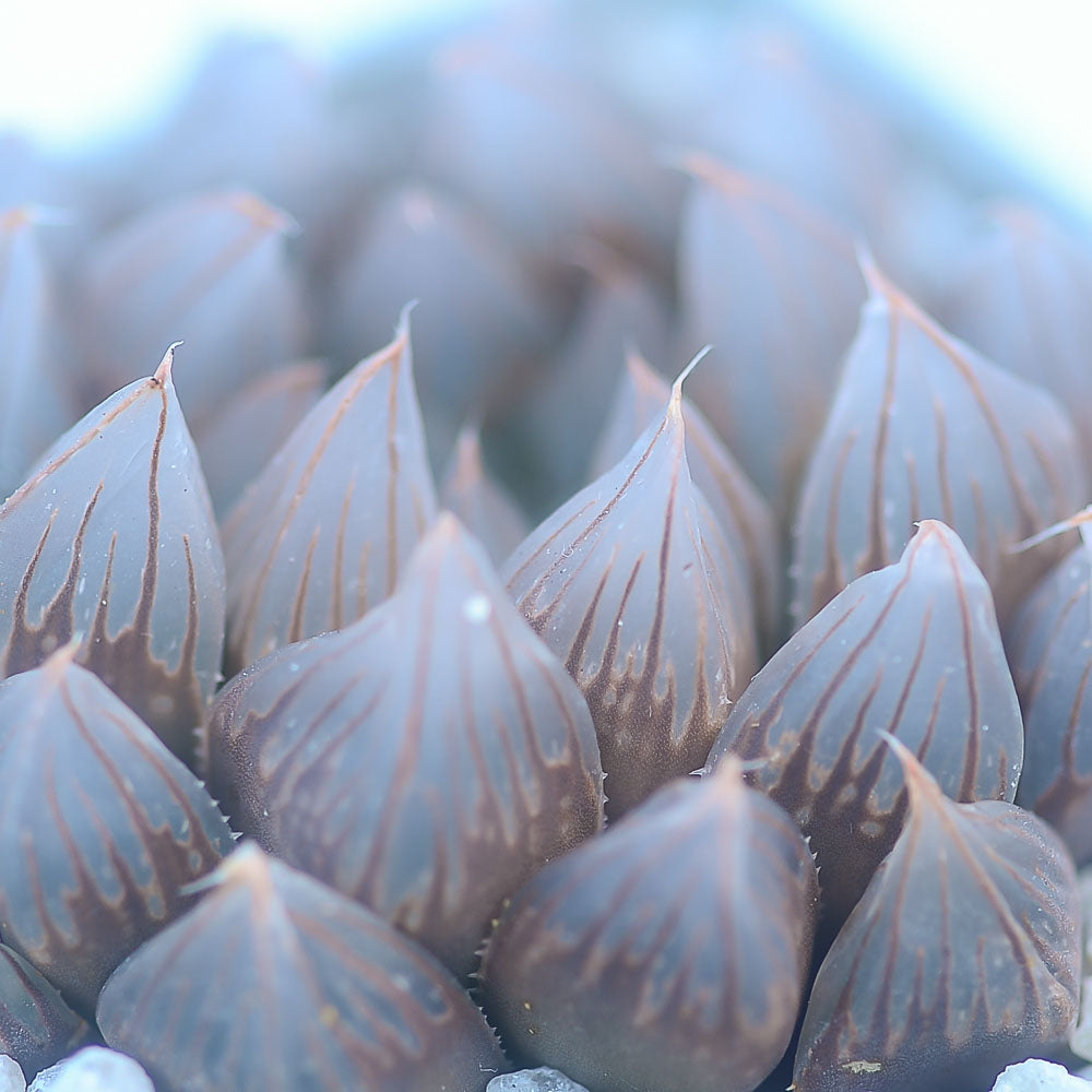 Haworthia cooperi 'Black Muscle'