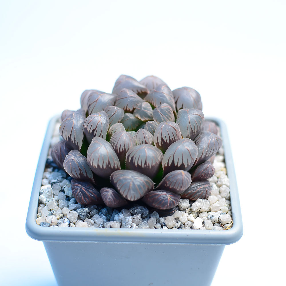 Haworthia cooperi 'OB1'