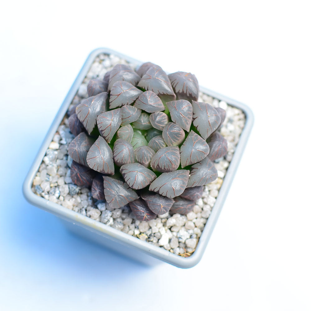 Haworthia cooperi 'OB1'