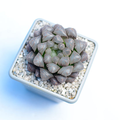 Haworthia cooperi 'OB1'