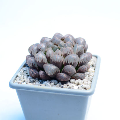 Haworthia cooperi 'OB1'