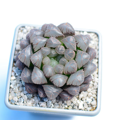 Haworthia cooperi 'OB1'