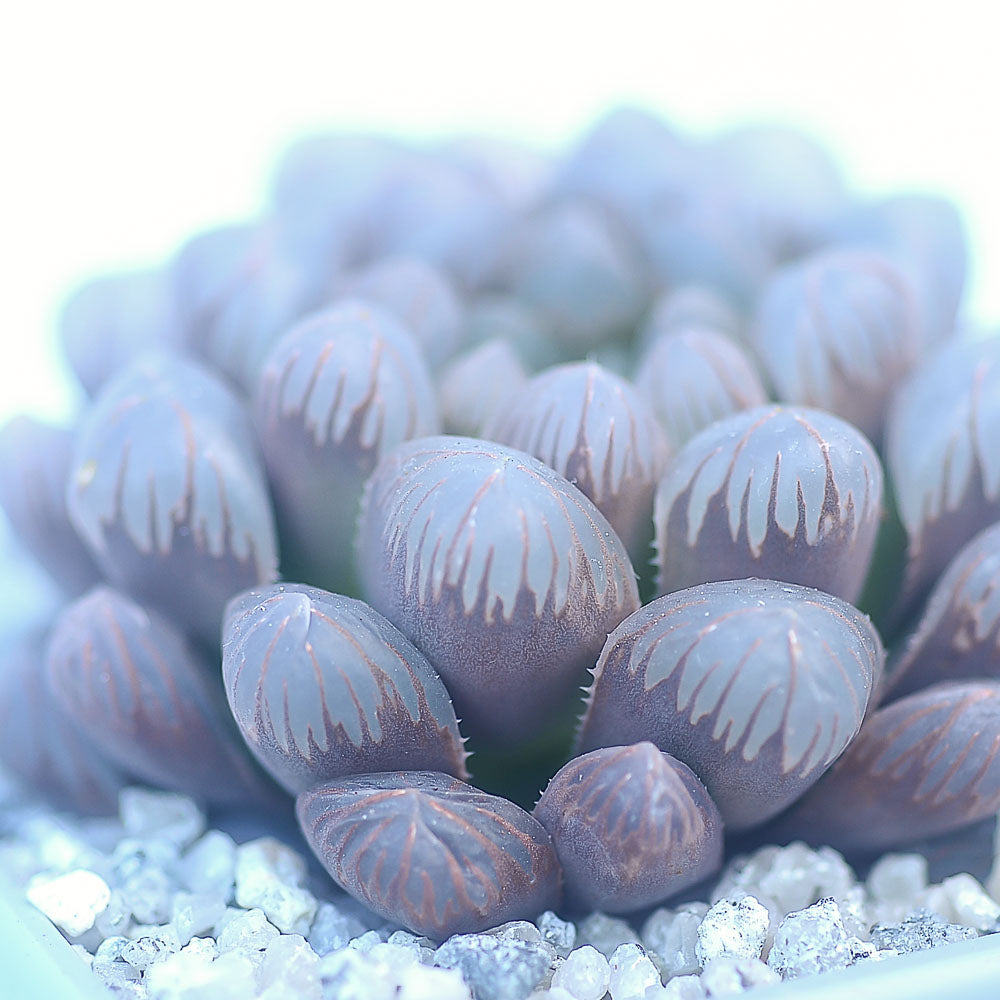 Haworthia cooperi 'OB1'