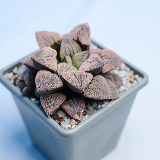 Haworthia pygmaea 'Snow Sato'