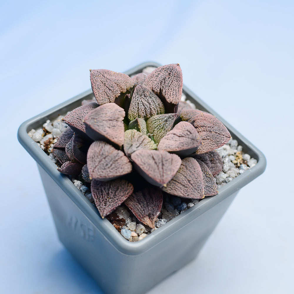 Haworthia pygmaea 'Snow Sato'