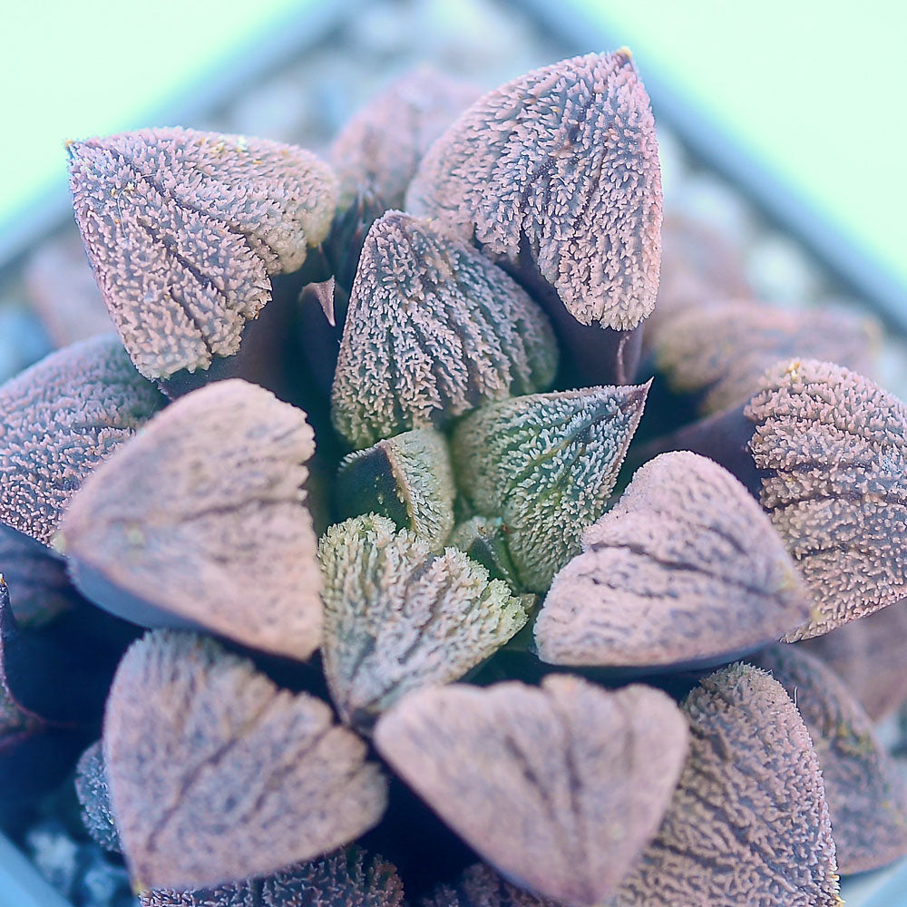 Haworthia pygmaea 'Snow Sato'