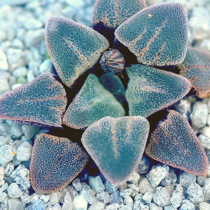 Haworthia pygmaea 'Ice Drill'