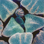 Haworthia pygmaea 'Ice Drill'