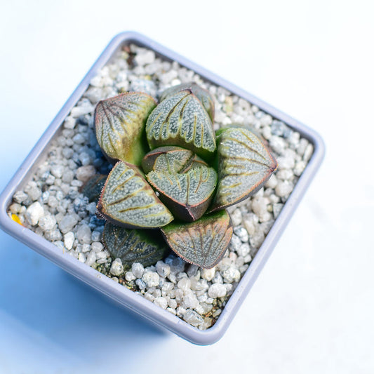 Haworthia splendens 'Aries'