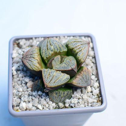 Haworthia splendens 'Aries'