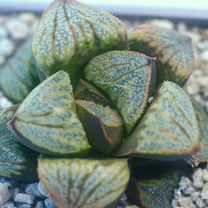 Haworthia splendens 'Aries'